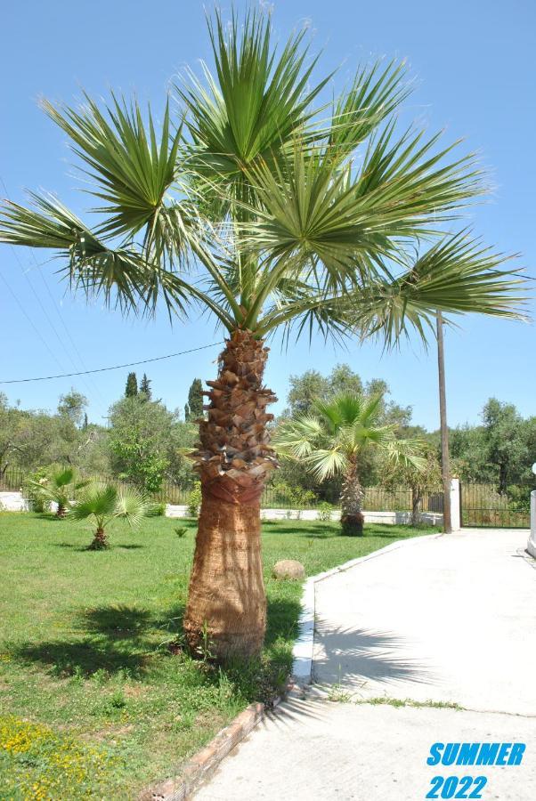Palmyra *
