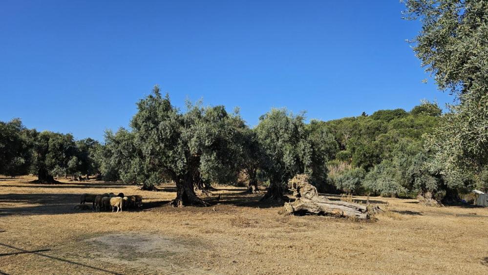 Palmyra Kávos